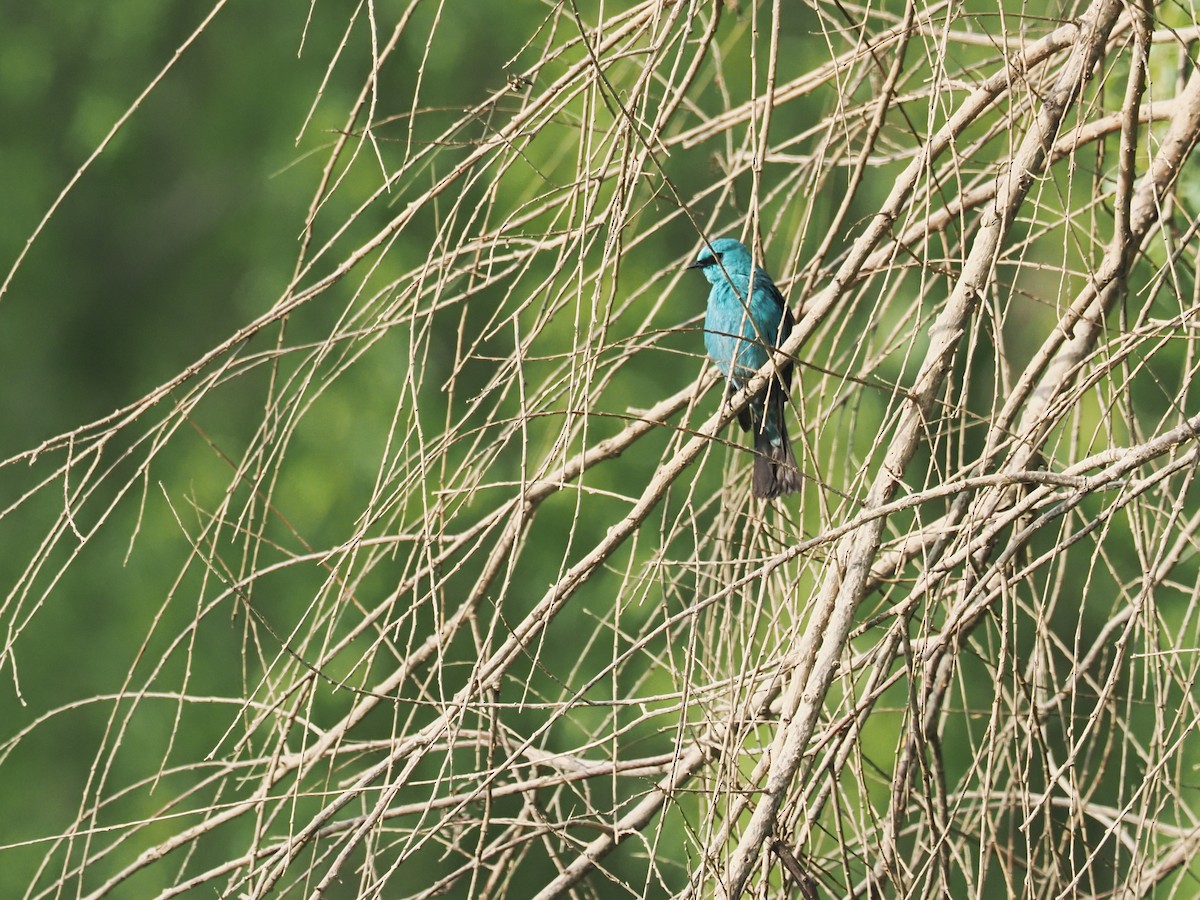 Verditer Flycatcher - ML634991817