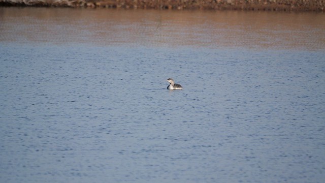 Plongeon catmarin - ML634991826