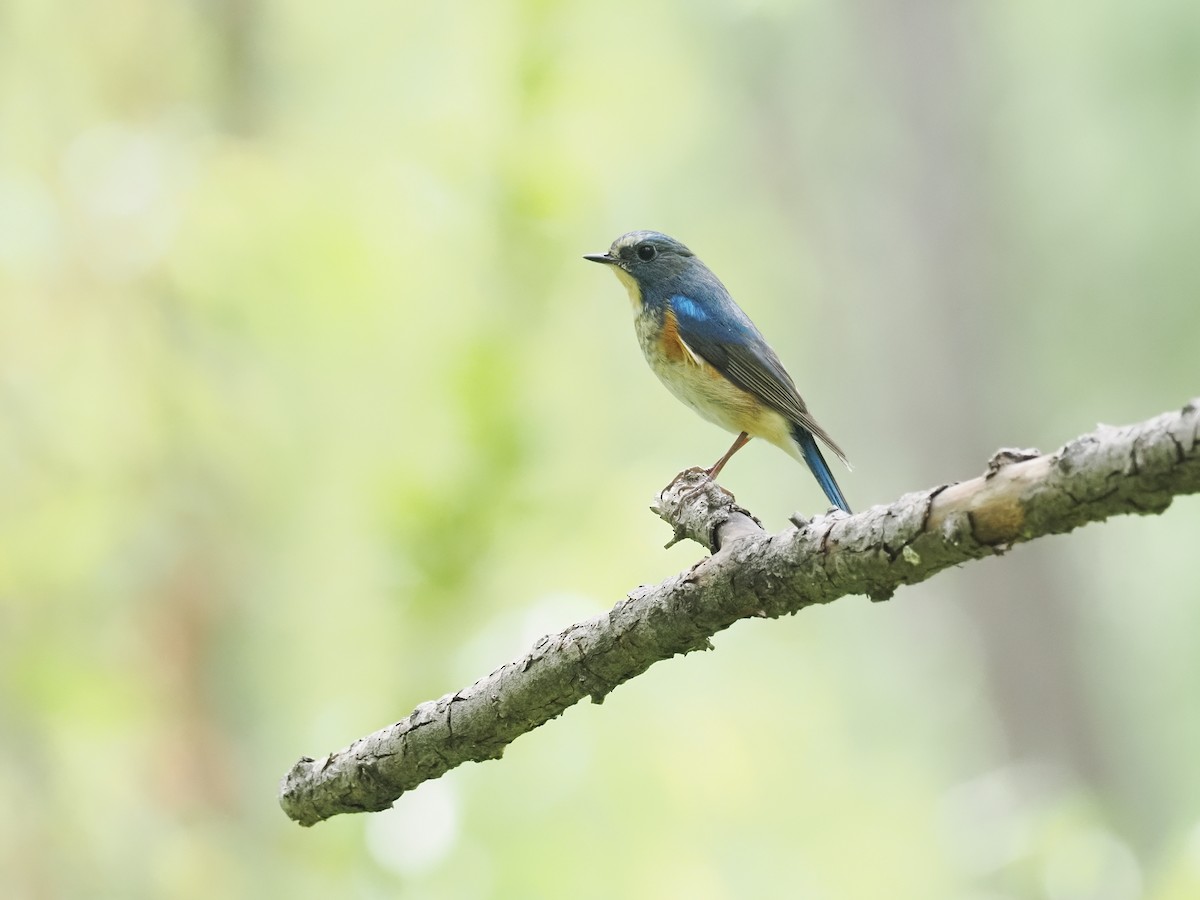 Red-flanked Bluetail - ML634991830