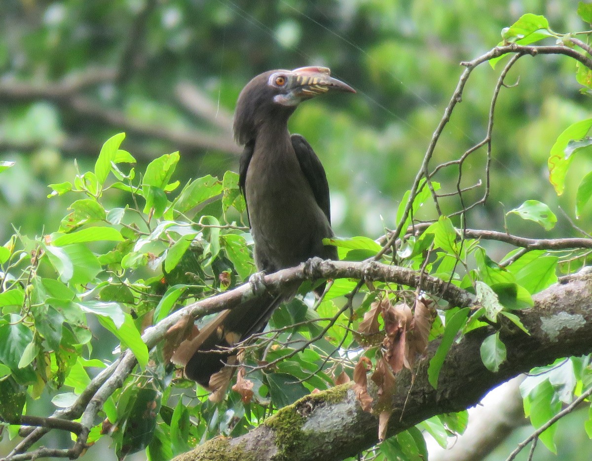 Luzon Hornbill - ML634991838
