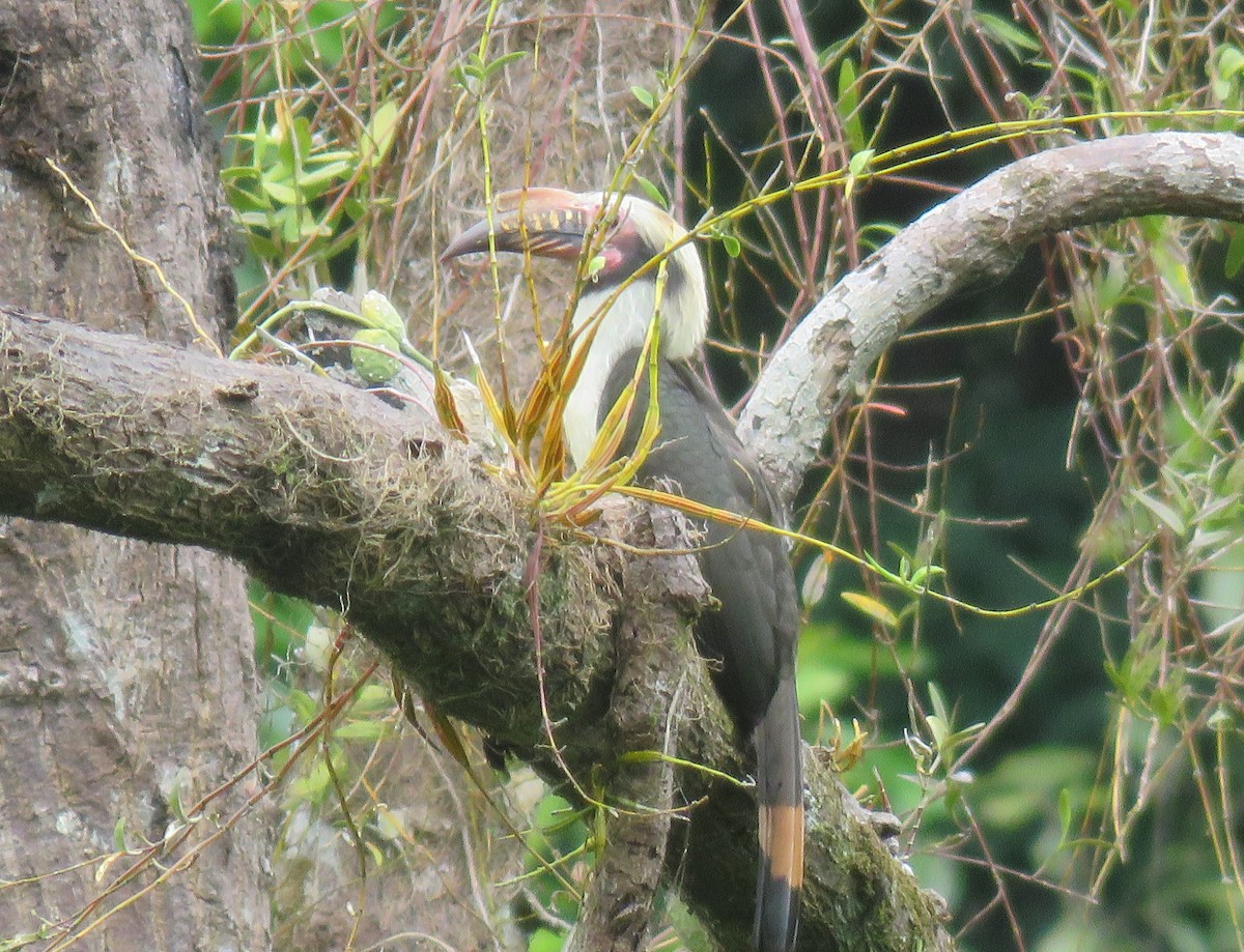 Luzon Hornbill - ML634991839