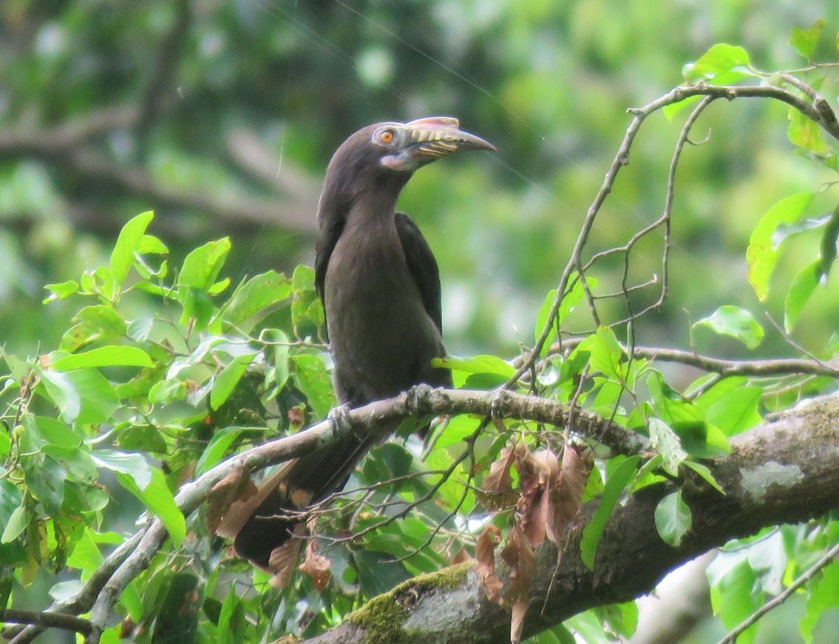 Luzon Hornbill - ML634991840