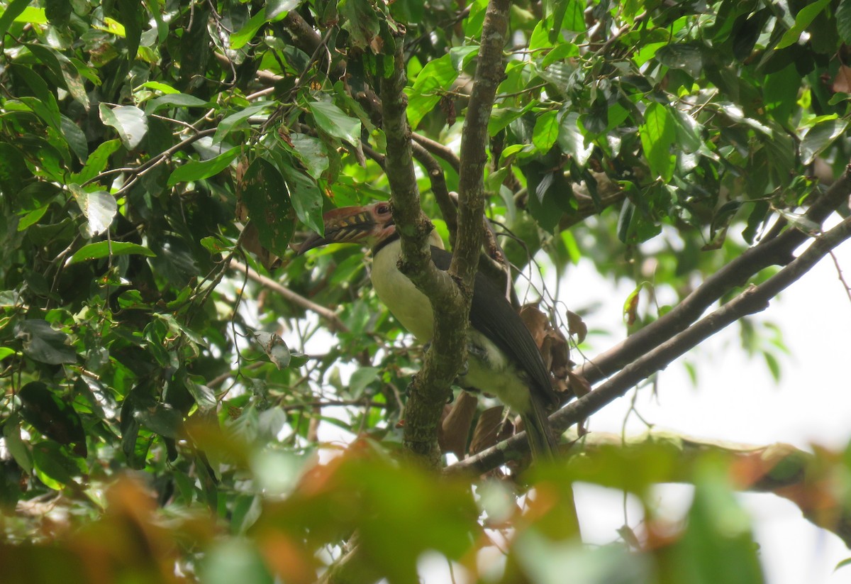 Luzon Hornbill - ML634991842