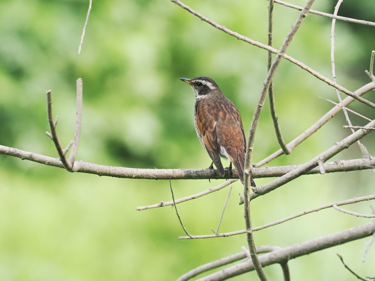 Dusky Thrush - ML634991847