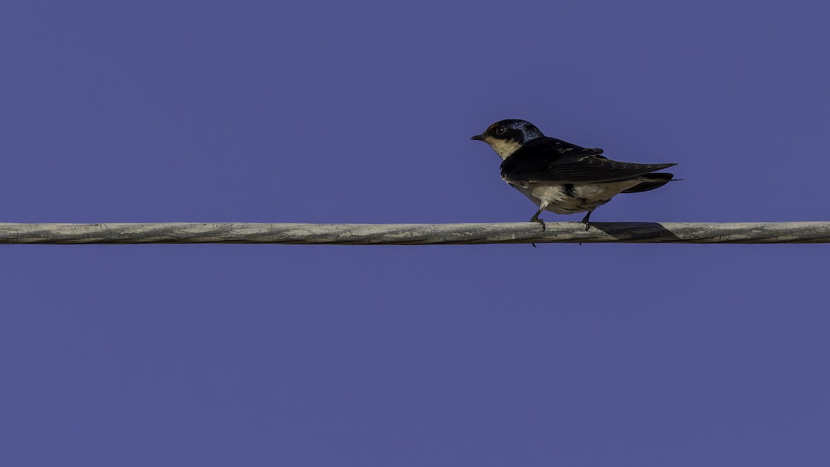 Ethiopian Swallow - ML634991910