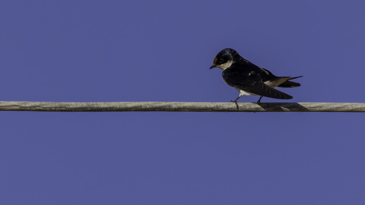 Ethiopian Swallow - ML634991911