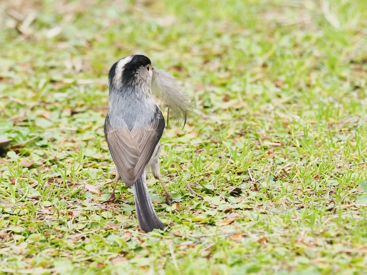 Silver-throated Tit - ML634991915