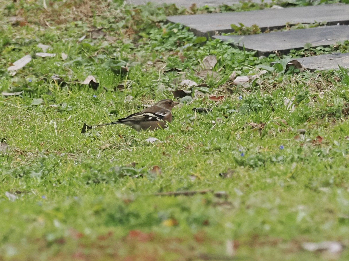 Common Chaffinch - ML634991922