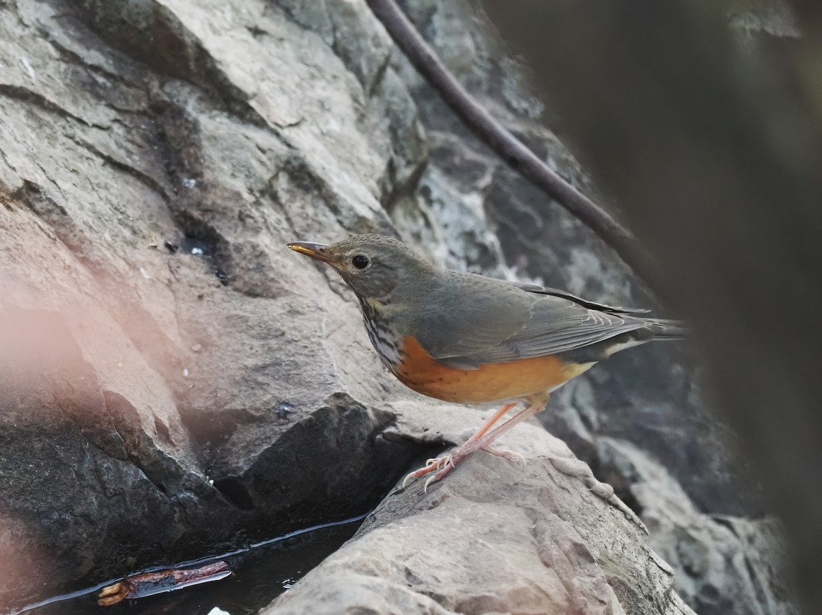 Gray-backed Thrush - ML634991962