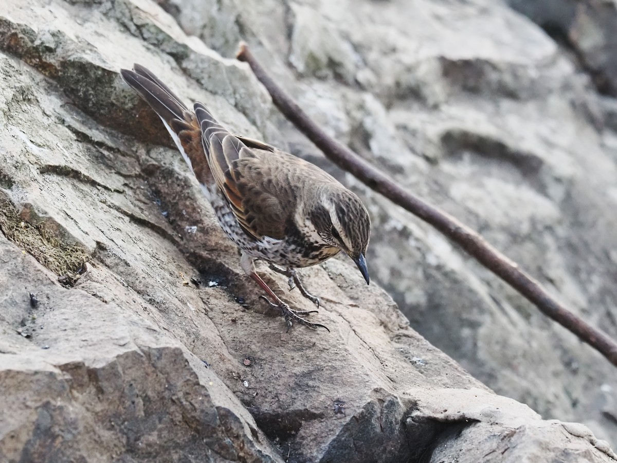 Dusky Thrush - ML634991966