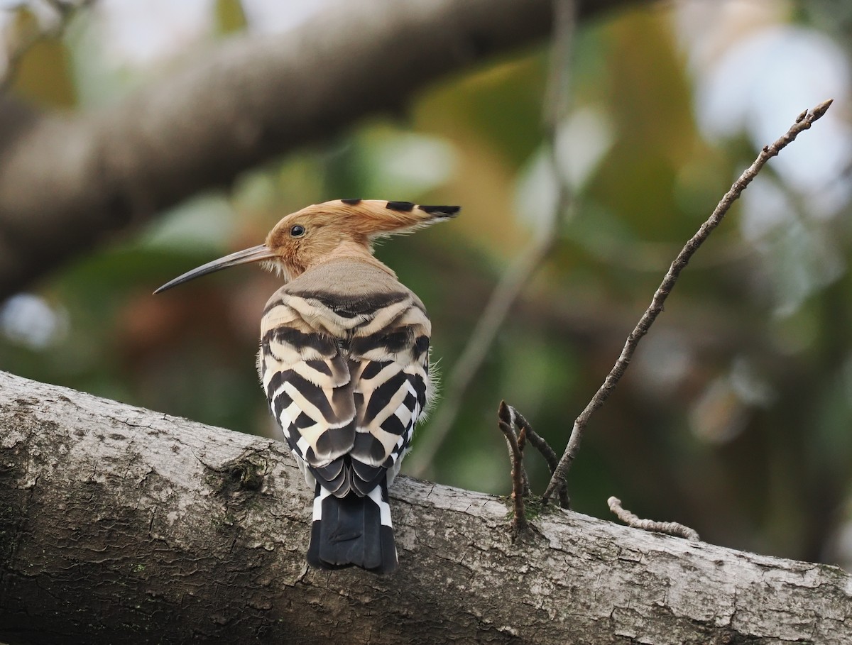 Common Hoopoe - ML634991974