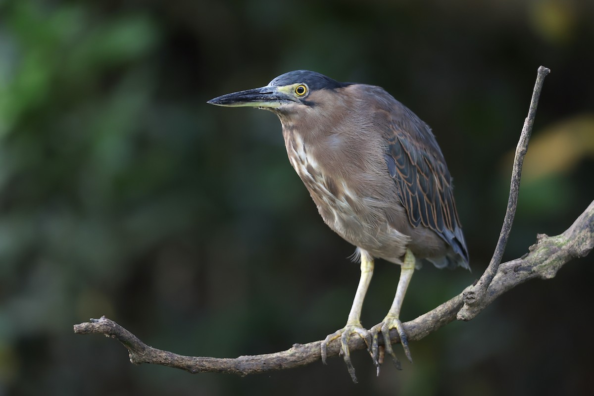 Striated Heron - ML634992342