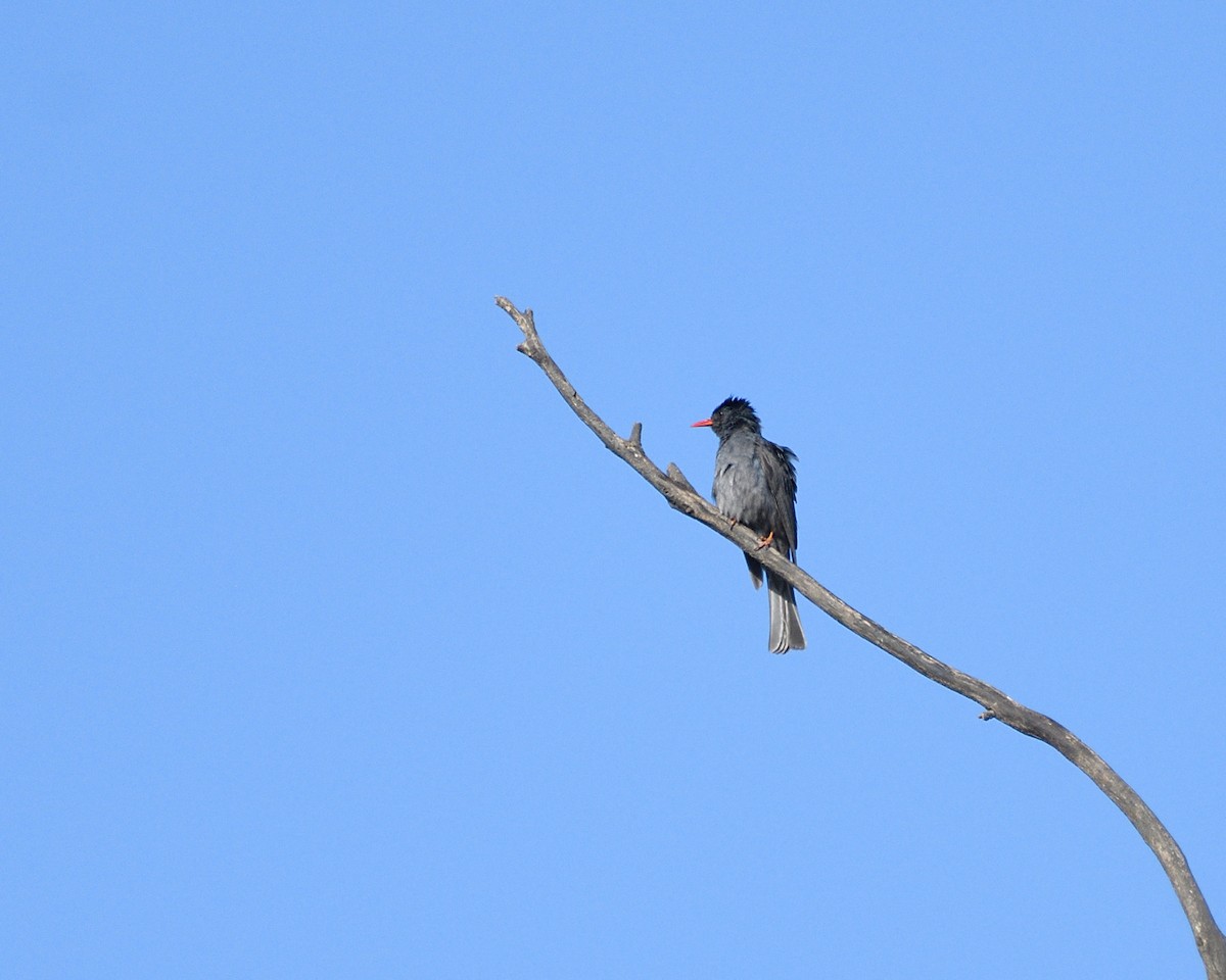 Square-tailed Bulbul - ML634992380