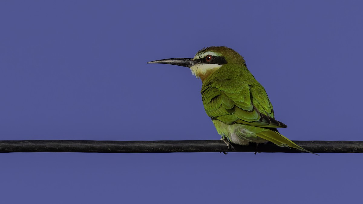 Olive Bee-eater - ML634992831