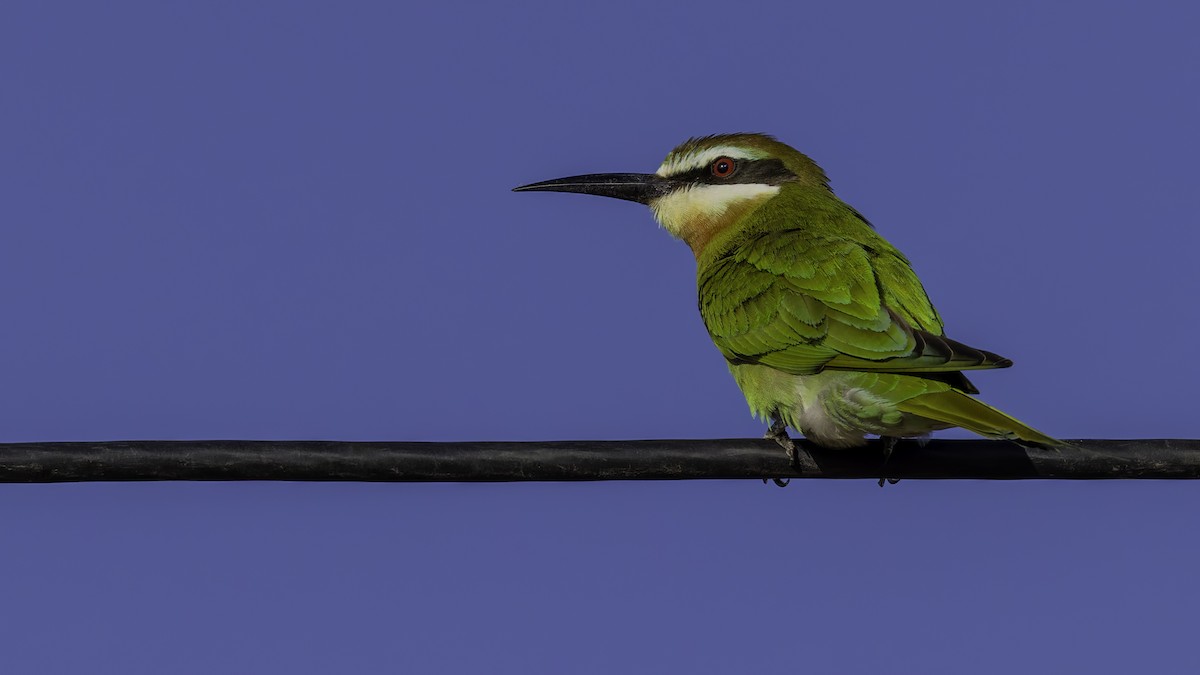 Olive Bee-eater - ML634992832