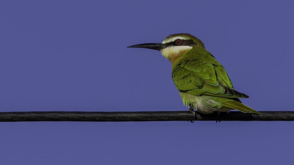 Olive Bee-eater - ML634992833