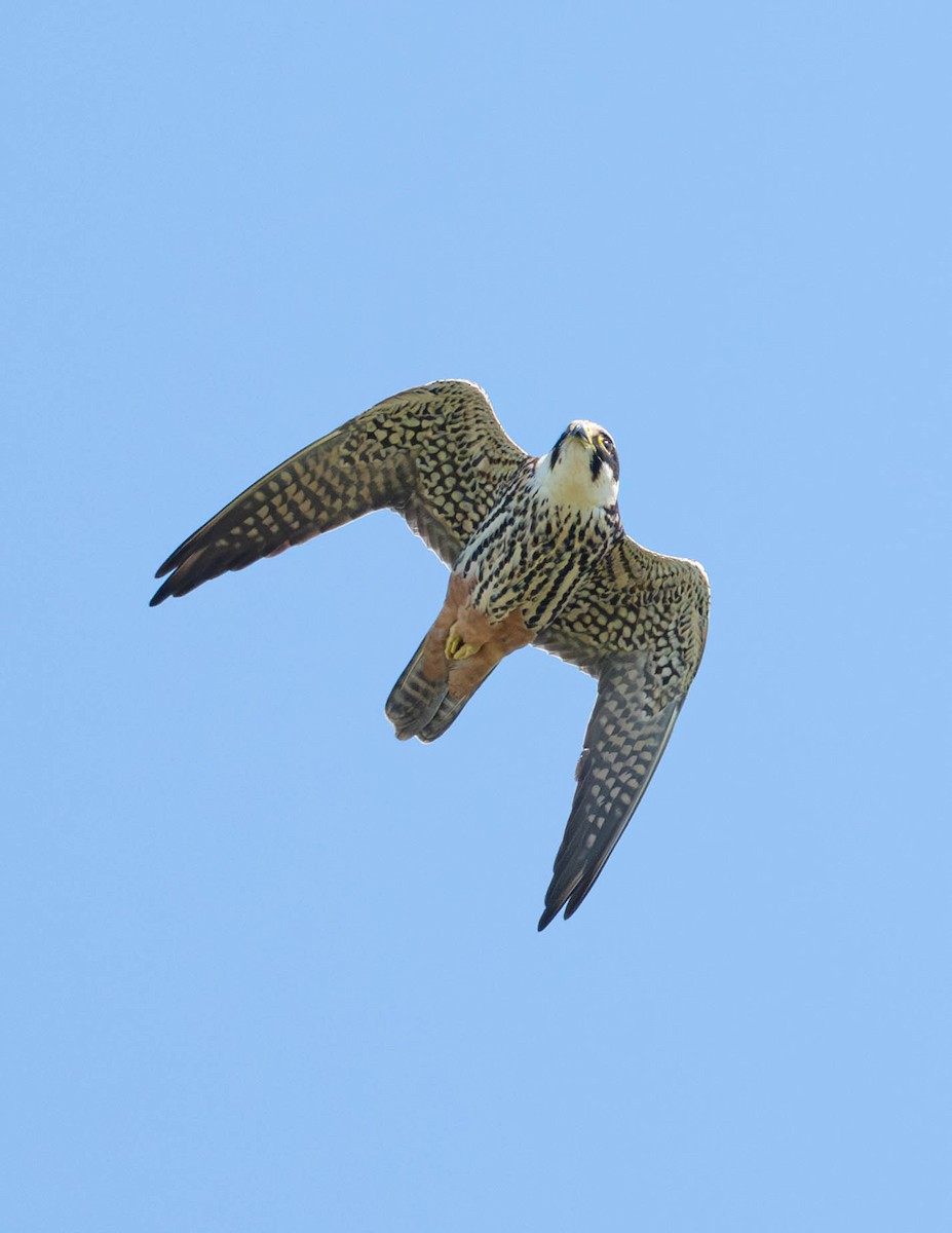 Eurasian Hobby - ML634992896