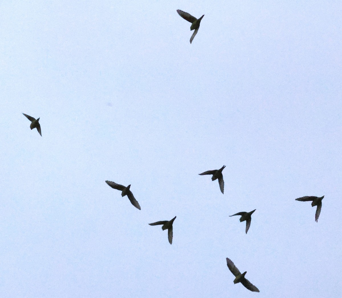 Mountain Parakeet - ML634992917