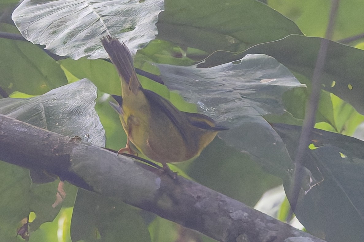 inkaparula - ML634993082