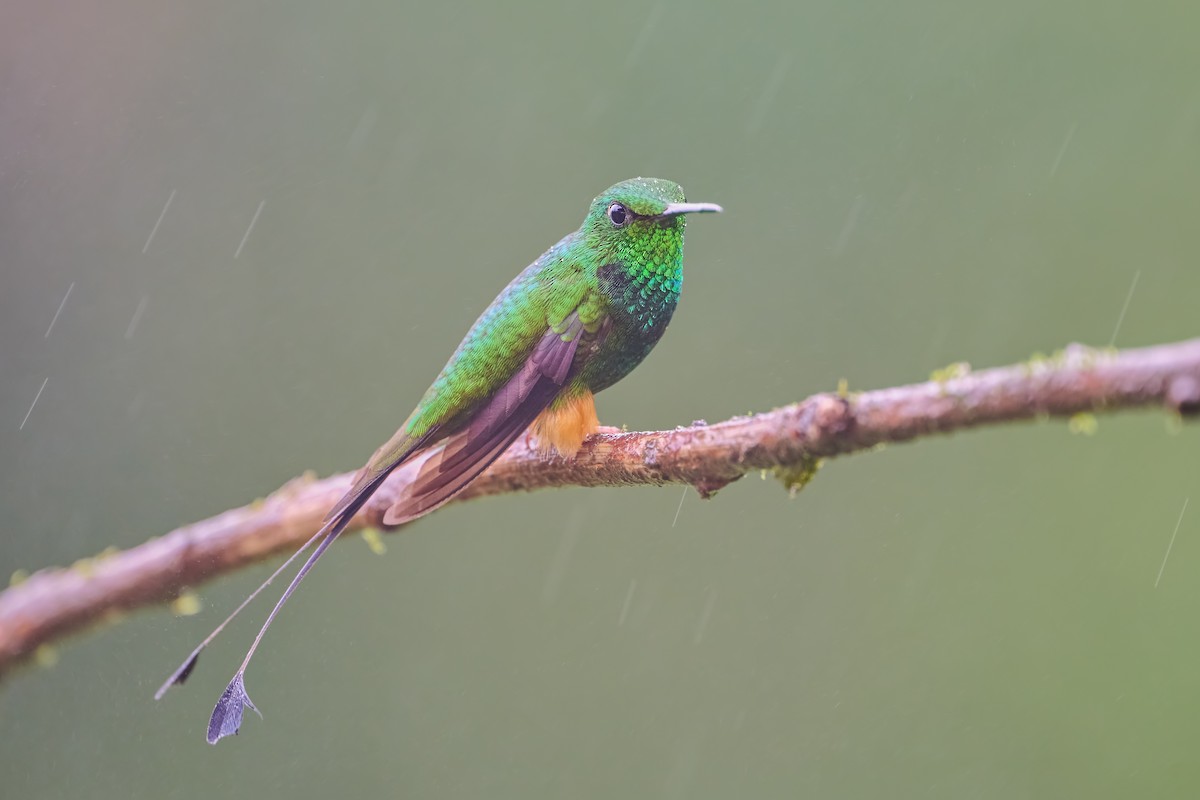 Rufous-booted Racket-tail - ML634993134