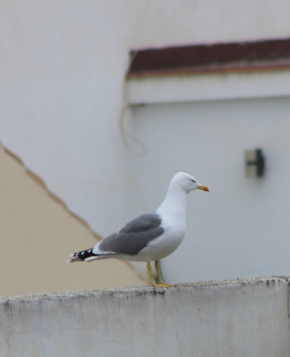 Yellow-legged Gull - ML634993460