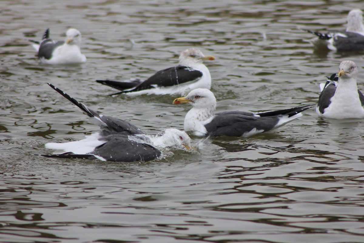 Lesser Black-backed Gull - ML634993466