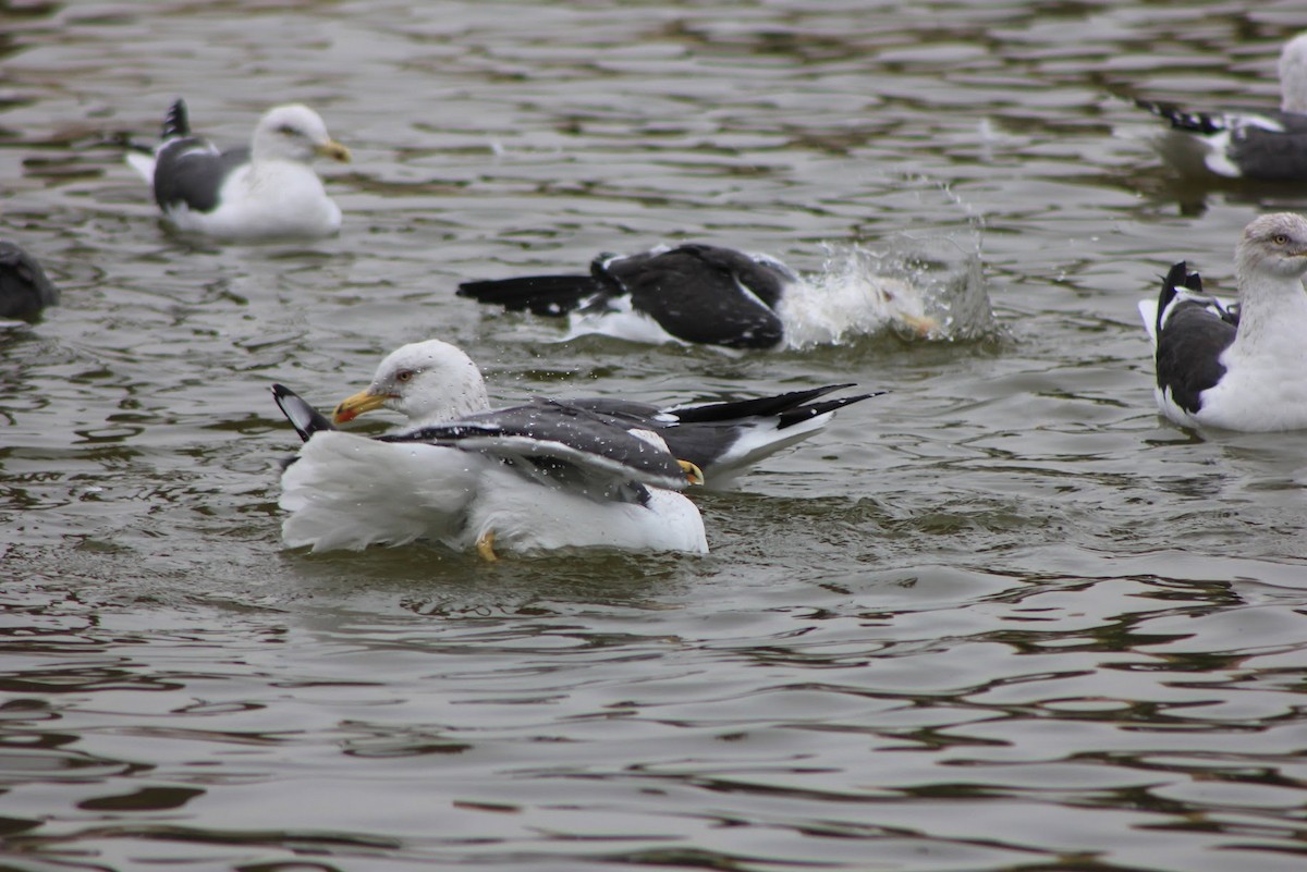 Lesser Black-backed Gull - ML634993467