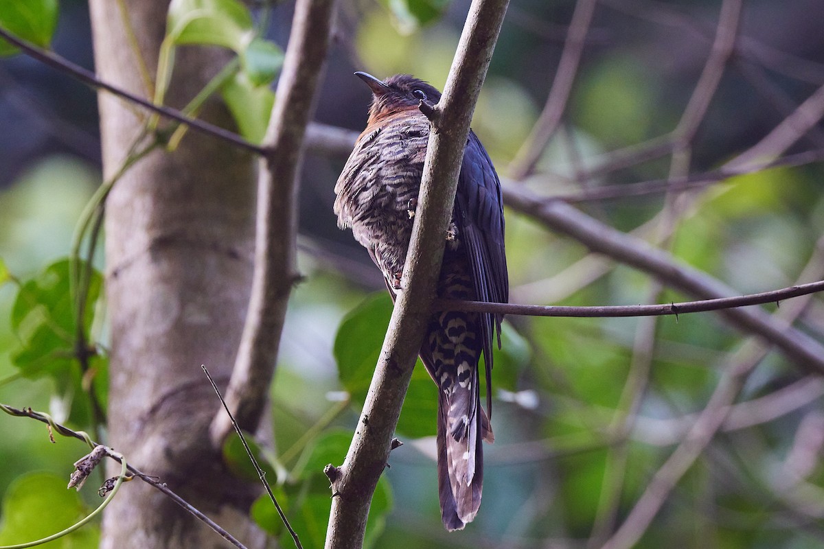 Black Cuckoo - ML634993474