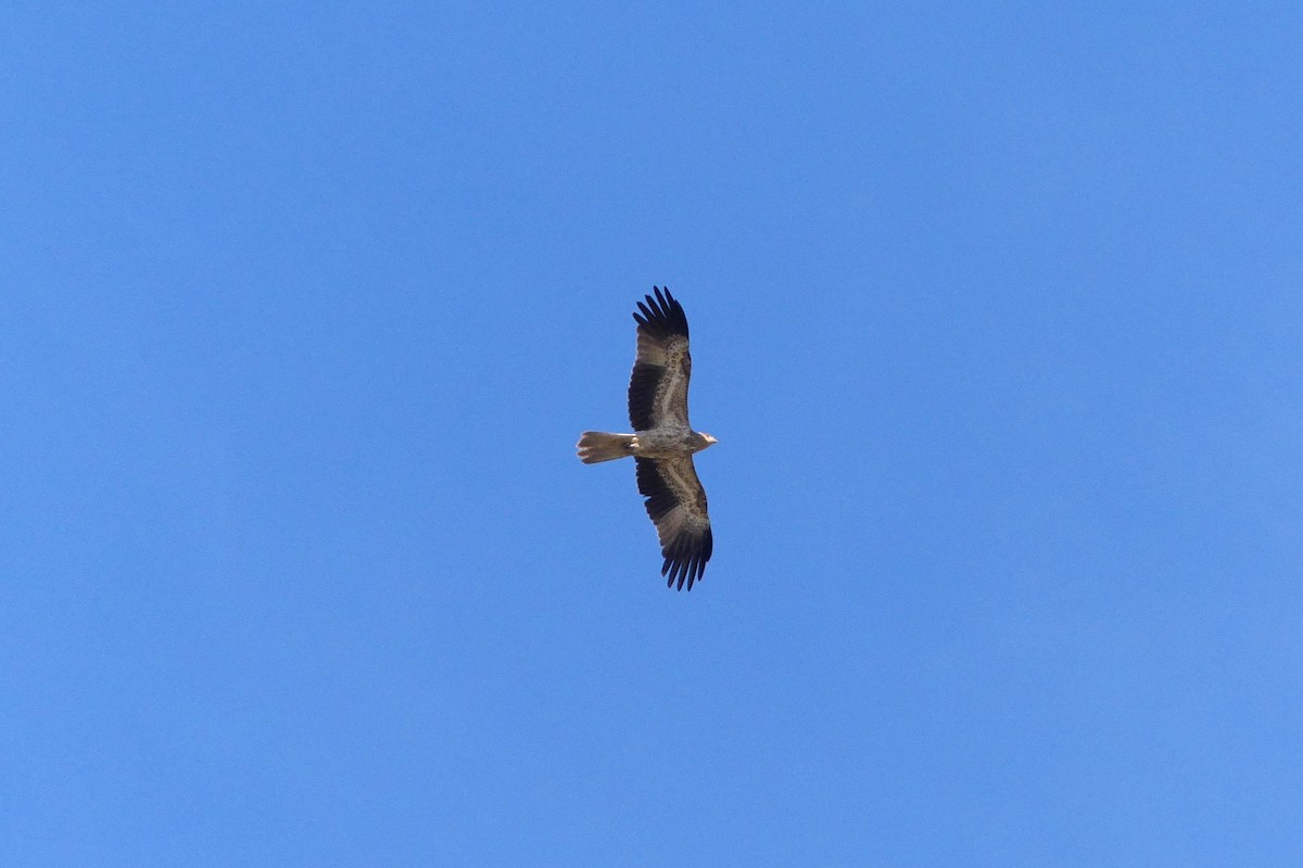 Whistling Kite - ML634993488