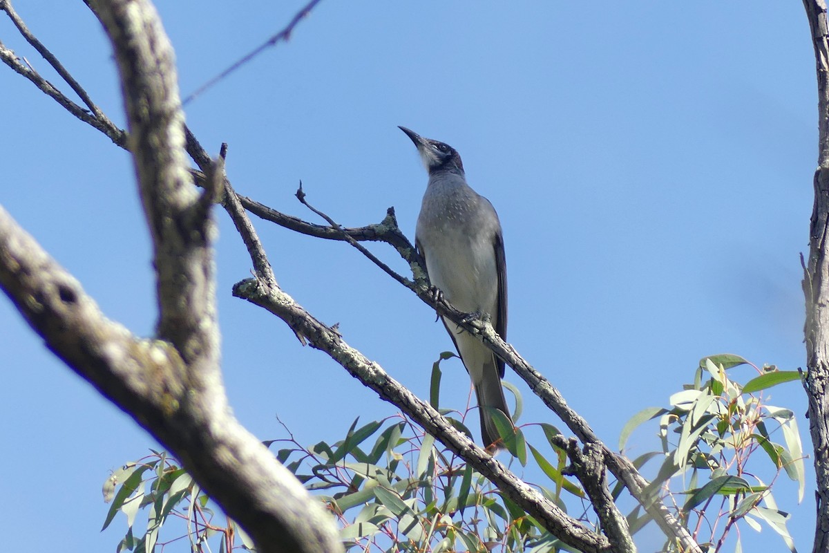 Little Friarbird - ML634993495
