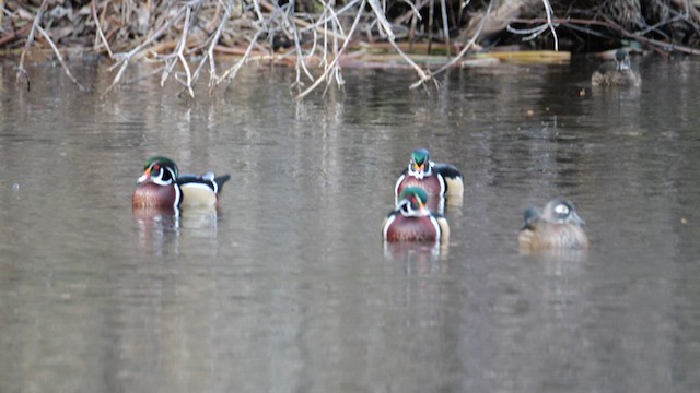 Canard branchu - ML634993518