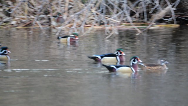 Canard branchu - ML634993519