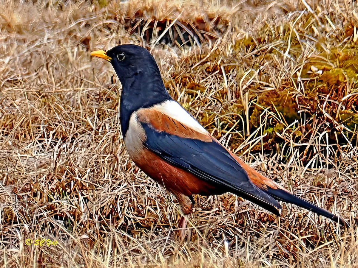 White-backed Thrush - ML634993636