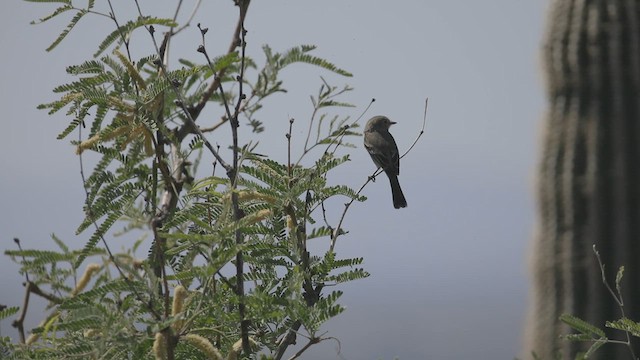 Gray Flycatcher - ML634993652