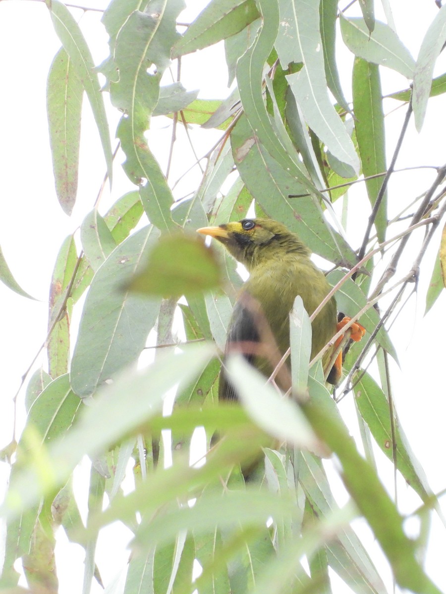 Bell Miner - ML634993693