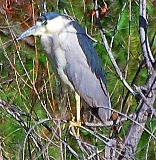 Black-crowned Night Heron - ML634993702