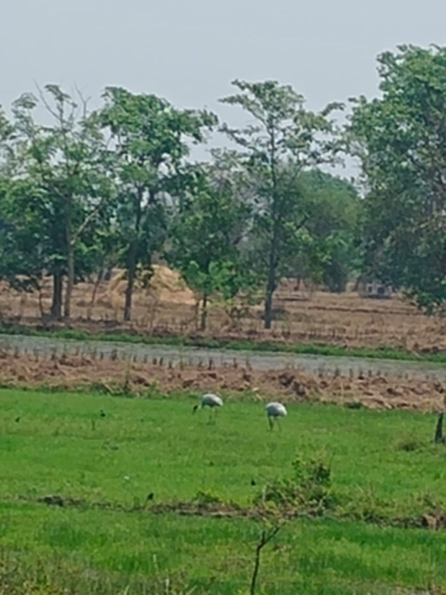Sarus Crane - ML634993722