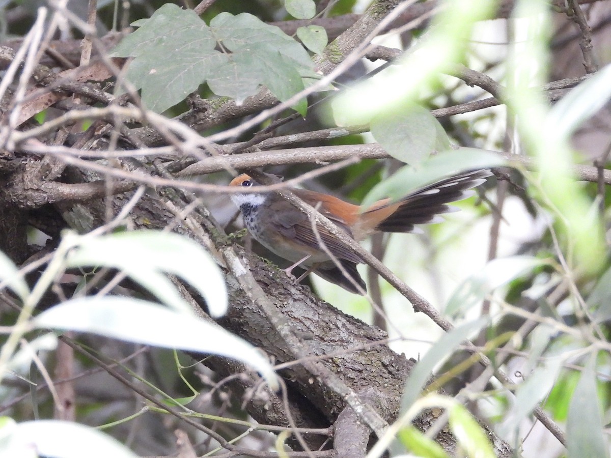 Australian Rufous Fantail - ML634993724