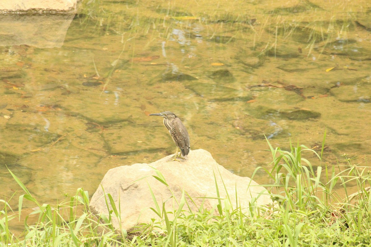 Little Heron - ML634993785