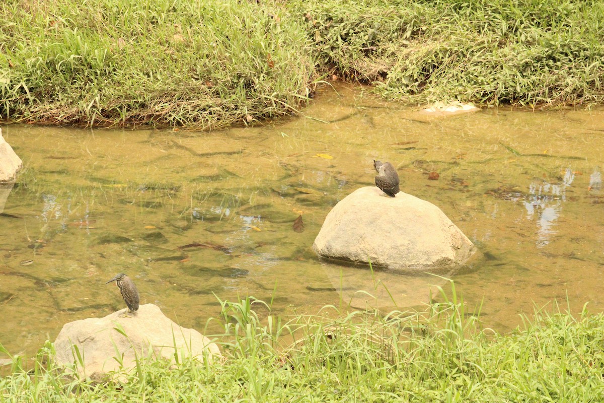 Little Heron - ML634993786