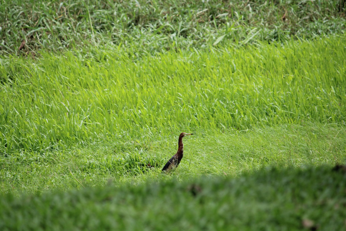 Chinese Pond-Heron - ML634993792