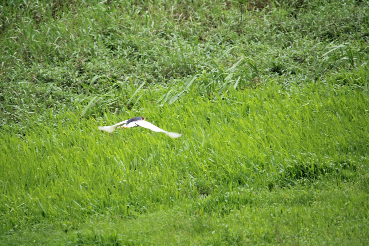 Chinese Pond-Heron - ML634993793