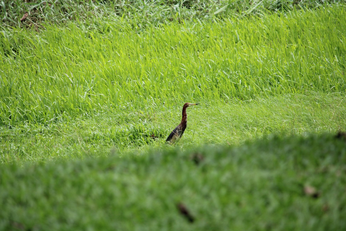 Chinese Pond-Heron - ML634993794