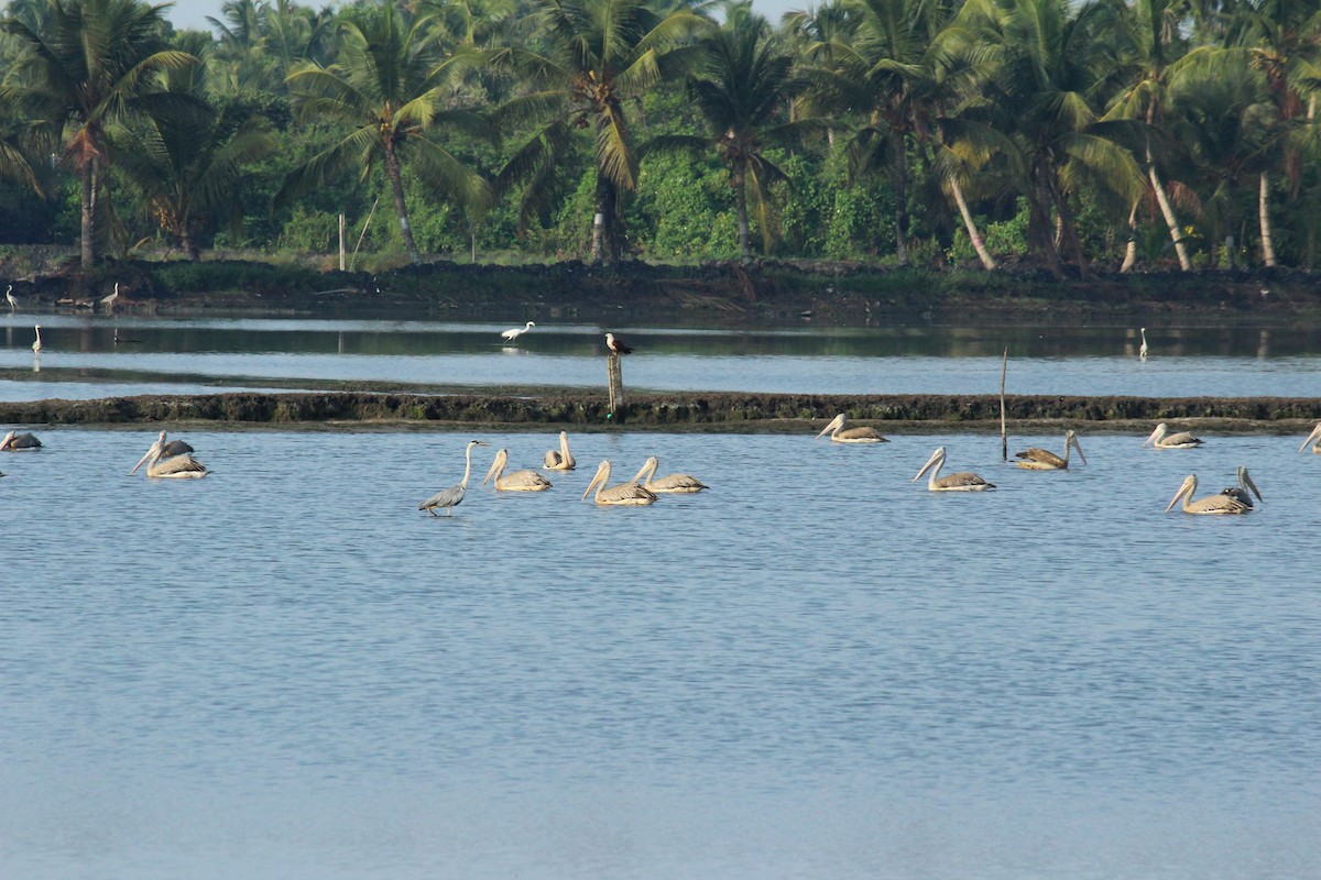 Spot-billed Pelican - ML634993825