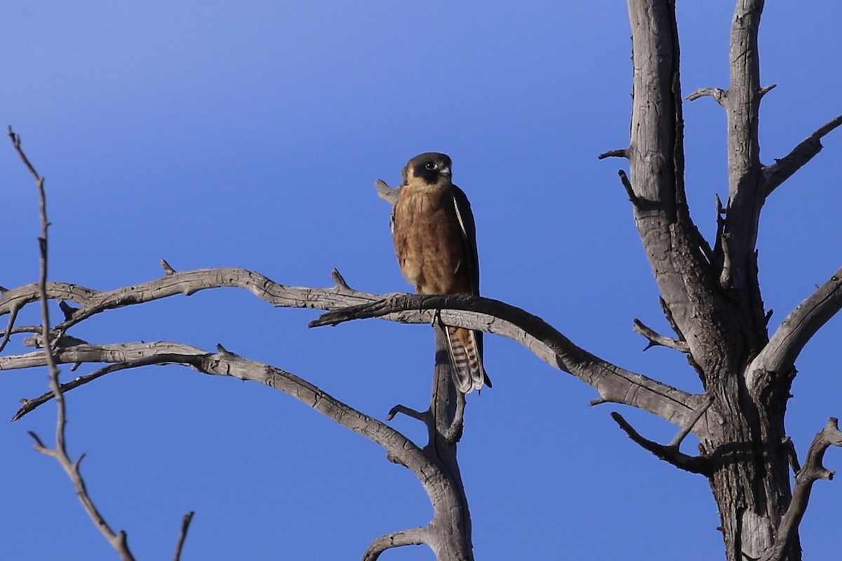 Australian Hobby - ML634993915