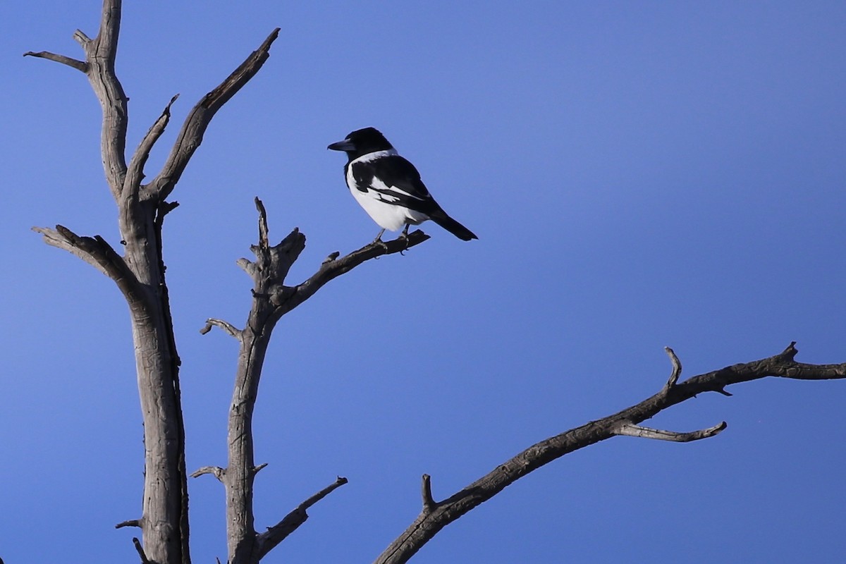 Pied Butcherbird - ML634993922