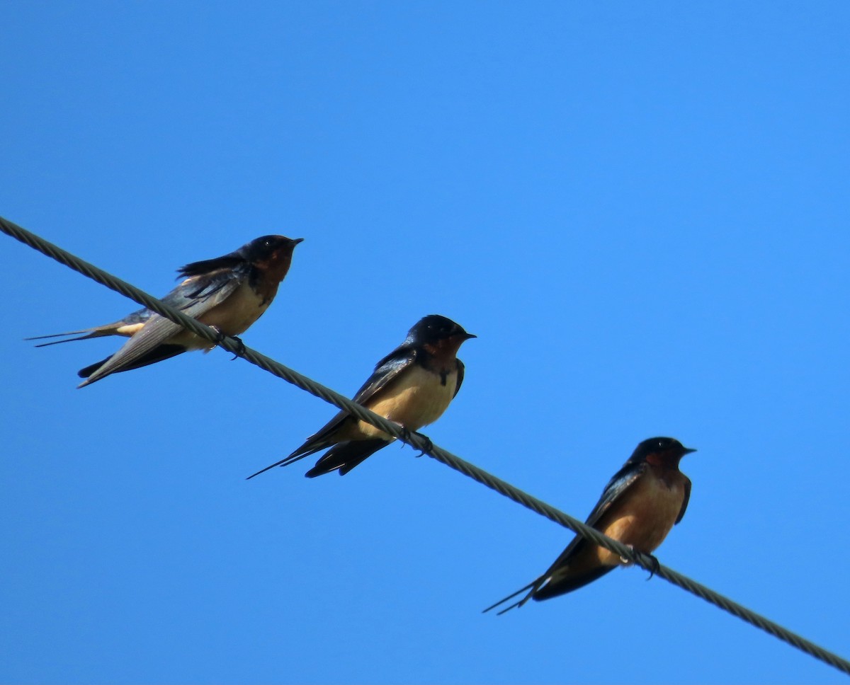 סנונית רפתות - ML634993944