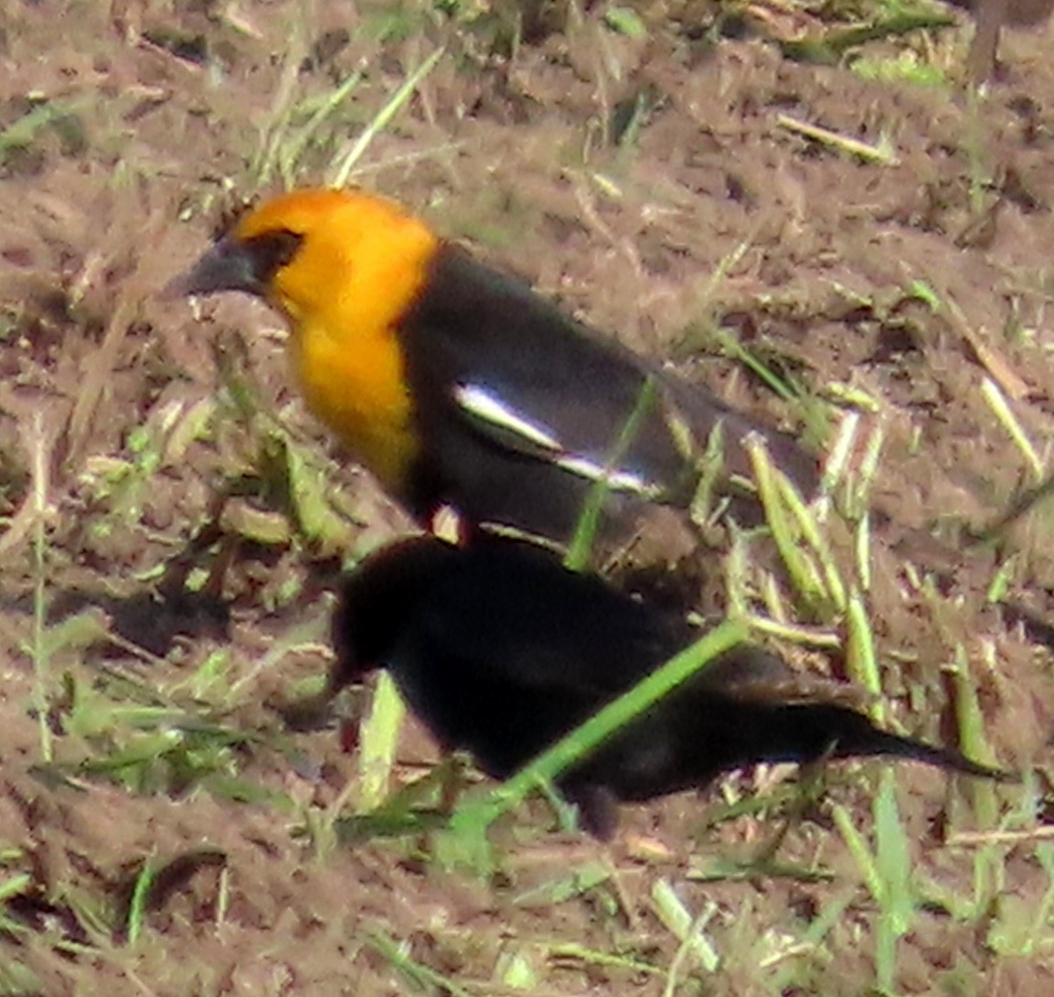 שחרורית צהובת-ראש - ML634993945