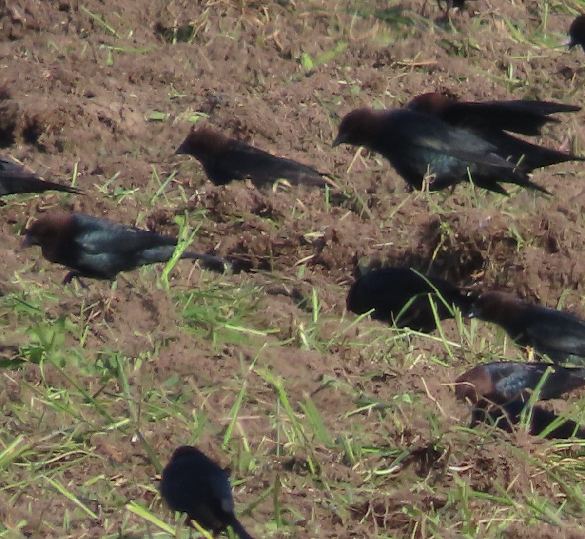 שחרורית חומת-ראש - ML634993946
