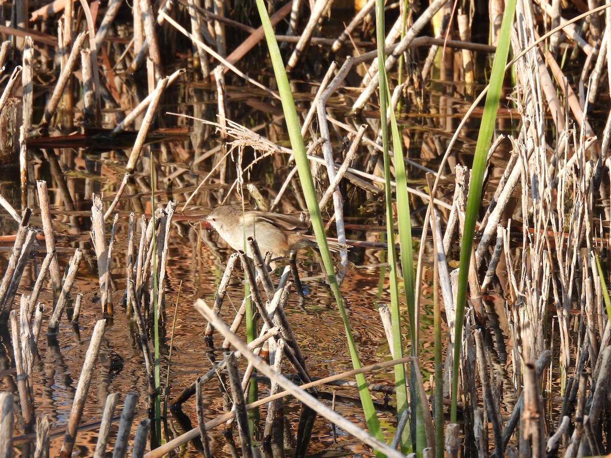 Little Rush Warbler - ML634993970